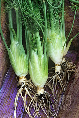 FOENICULUM_VULGARE_FENNEL_BULB_FLORENCE_FENNEL