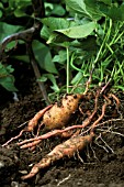 IPOMOEA BATATAS BEUREGARD, (SWEET POTATO BEUREGARD)