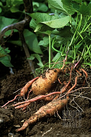 IPOMOEA_BATATAS_BEUREGARD_SWEET_POTATO_BEUREGARD