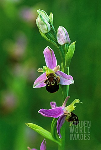 OPHRYS_APIFERA_ORCHID__BEE_ORCHID