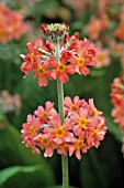 PRIMULA JAPONICA, PRIMULA, PRIMROSE - CANDELABRA PRIMROSE