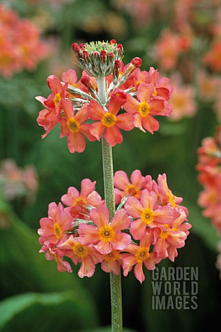 PRIMULA_JAPONICA_PRIMULA_PRIMROSE__CANDELABRA_PRIMROSE