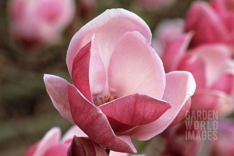 MAGNOLIA_SOULANGEANA_TRIUMPHANS_MAGNOLIA