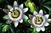 PASSIFLORA CAERULEA, PASSION FLOWER