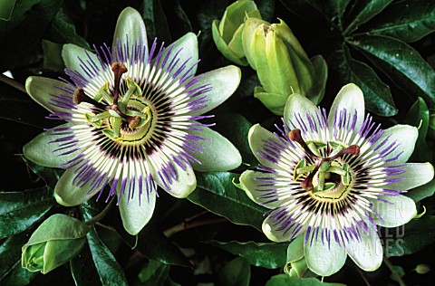 PASSIFLORA_CAERULEA_PASSION_FLOWER