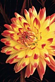 DAHLIA BRIDGEVIEW ALOHA, DAHLIA