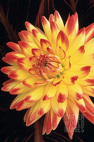 DAHLIA_BRIDGEVIEW_ALOHA_DAHLIA