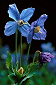 MECONOPSIS GRANDIS, HIMALAYAN BLUE POPPY