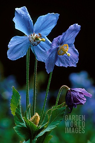 MECONOPSIS_GRANDIS_HIMALAYAN_BLUE_POPPY