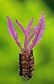 LAVANDULA STOECHAS SUB SP PEDUNCULATA, LAVENDER - FRENCH LAVENDER