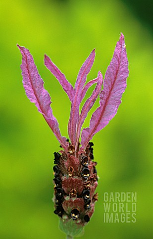 LAVANDULA_STOECHAS_SUB_SP_PEDUNCULATA_LAVENDER__FRENCH_LAVENDER