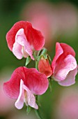 LATHYRUS ODORATUS, SWEET PEA