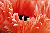 PAPAVER ORIENTALE PRINZ EUGEN, POPPY - ORIENTAL POPPY