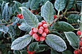 ILEX ‘J.C. VAN TOL’, HOLLY