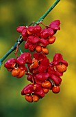 EUONYMUS EUROPAEUS, SPINDLE TREE