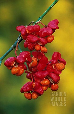 EUONYMUS_EUROPAEUS_SPINDLE_TREE