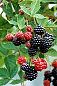 RUBUS LACINIATUS LOCH NESS, BLACKBERRY