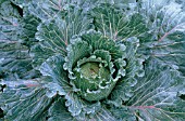 BRASSICA OLERACEA SUBAUDA, CABBAGE - SAVOY CABBAGE