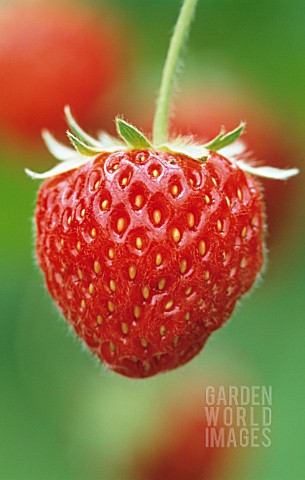 FRAGARIA_X_ANANASSA_PANDORA_STRAWBERRY