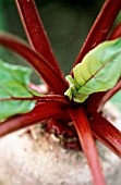 BETA VULGARIS, BEETROOT