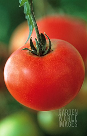 LYCOPERSICON_ESCULENTUM_OREGON_SPRING_TOMATO