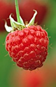 RUBUS IDAEUS, RASPBERRY