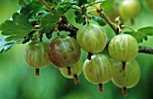 RIBES UVA-CRISPA WHINHAMSS INDUSTRY, GOOSEBERRY