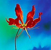 GLORIOSA, GLORIOSA LILY