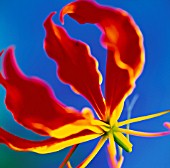 GLORIOSA, GLORIOSA LILY