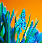 MUSCARI, GRAPE HYACINTH