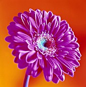 GERBERA, GERBERA