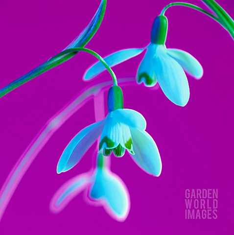 GALANTHUS_SNOWDROP