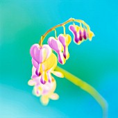 DICENTRA, BLEEDING HEART