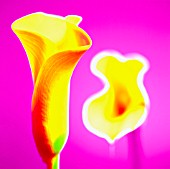 ARUM, LILY - ARUM LILY, CALLA LILY