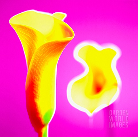 ARUM_LILY__ARUM_LILY_CALLA_LILY