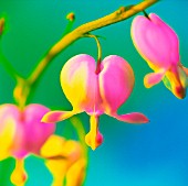 DICENTRA, BLEEDING HEART