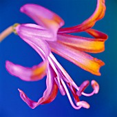 NERINE, NERINE