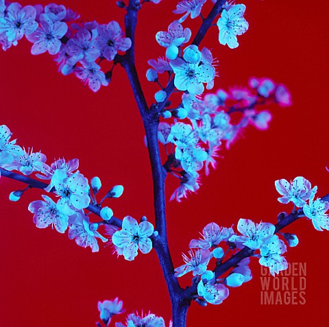 BLUE_FILTERED_BLOSSOM_ON_RED_BACKGROUND