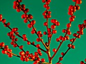 ILEX AQUIFOLIUM, HOLLY