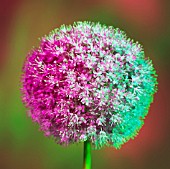 ALLIUM, ALLIUM