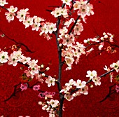 PRUNUS, CHERRY