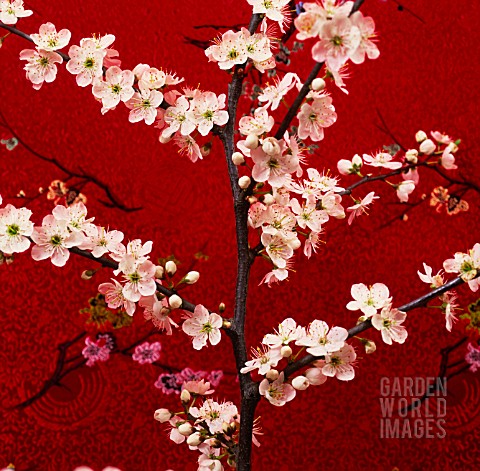 PRUNUS_CHERRY