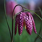 FRITILLARIA MELEAGRIS, FRITILLARY - SNAKES HEAD FRITILLARY