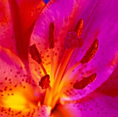 LILIUM STAR GAZER, LILY