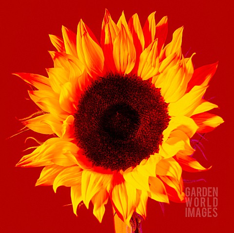 HELIANTHUS_ANNUS_SUNFLOWER