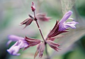 SALVIA OFFICINALIS, SAGE