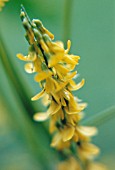 MELILOTUS OFFICINALIS, YELLOW SWEET CLOVER