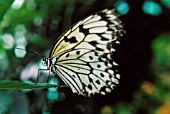 BUTTERFLY DETAIL