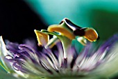 PASSIFLORA CAERULEA, PASSION FLOWER