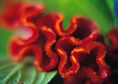 CELOSIA ARGENTEA, COCKS COMB